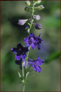 Delphinium nuttallii, small blue-purple flowers with green foliage.