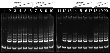  Gel electrophoresis image showing bands of DNA under different experimental conditions.