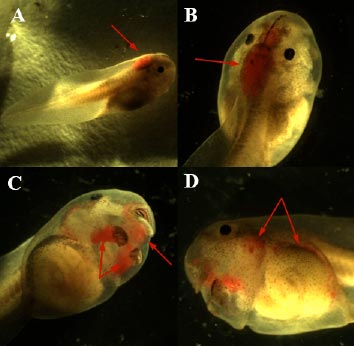 .Observations of posterior blood vessel reddening in experiment IV B. orientalis larvae image