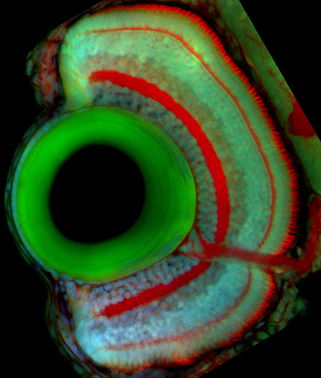 Nissl stain of 4 dpf zebrafish retina