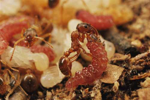 Maculinea larvae being fed by a Myrmica worker