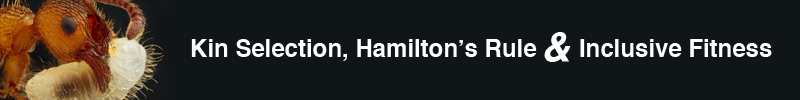 Kin Selection, Hamilton's Rule