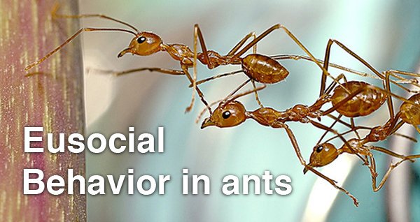 Ant Cooperation