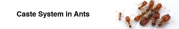 Caste System in Ants