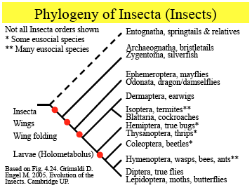 Ant Phylogeny