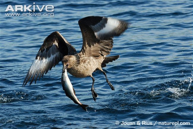 Great Skua with Fish