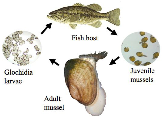Life Cycle of a Mussel