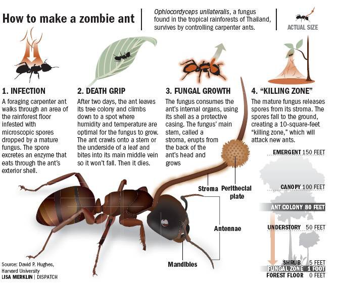 Mekanisme infeksi semut zombi