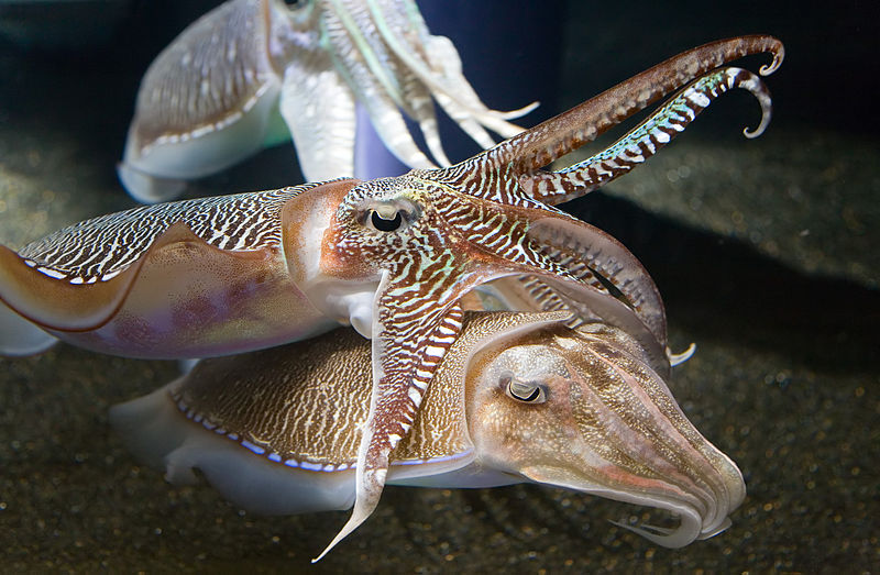 zebra-patterning-male-cuttlefish