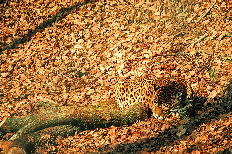 jaguar leaves