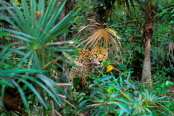jaguar jungle