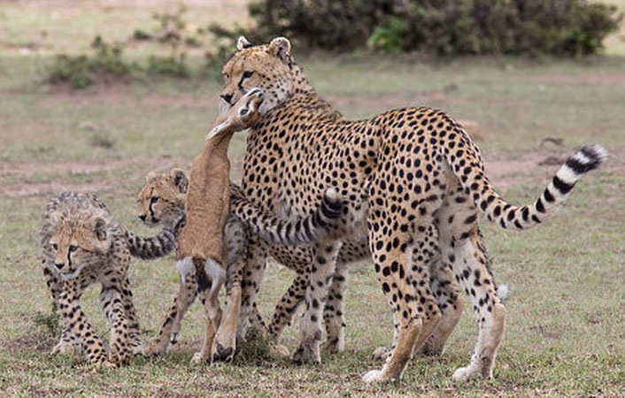 Cheetah mom with prey