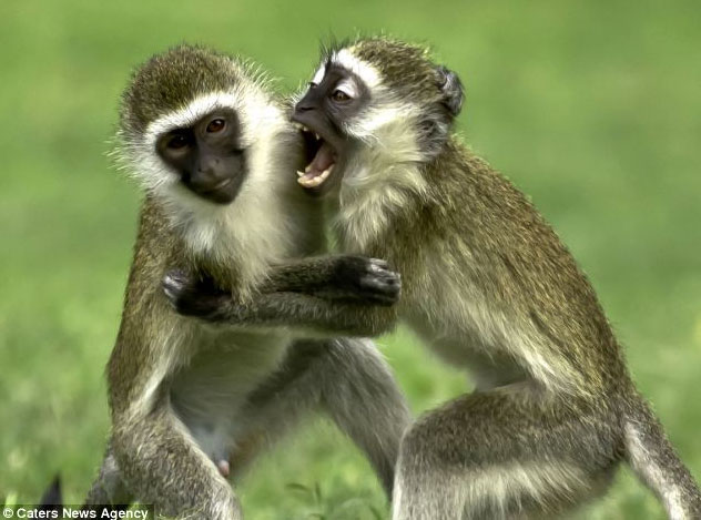 monkeysfighting