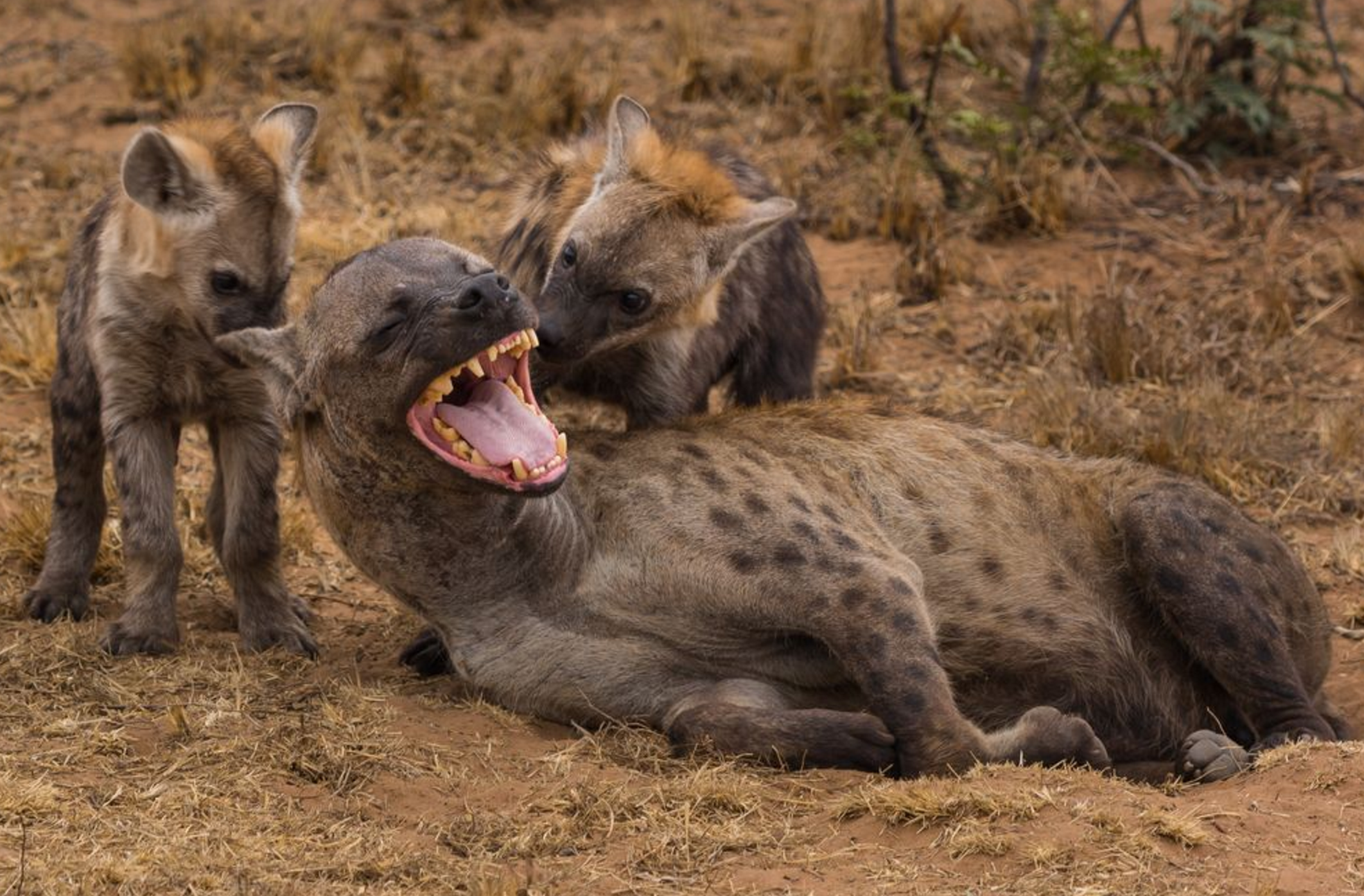 Хищники дикой африки видео. Парк Серенгети гиена. Гиены National Geographic. Гиена в саванне.