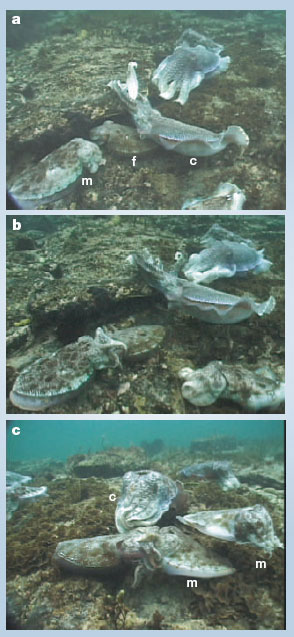 Sexual mimicry in Cuttlefish