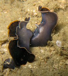 Sea slugs penis fencing