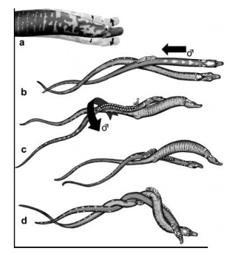 Pipefish courtship, spawning, and embrace
