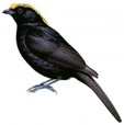 Archbold's bowerbird
