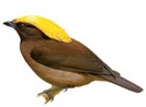 Golden-fronted bowerbird