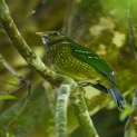 green catbird