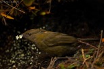 Macgregor's bowerbird