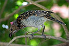 spotted bowerbird