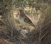 Bower of the spotted bowerbird