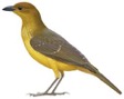yellow-breasted bowerbird