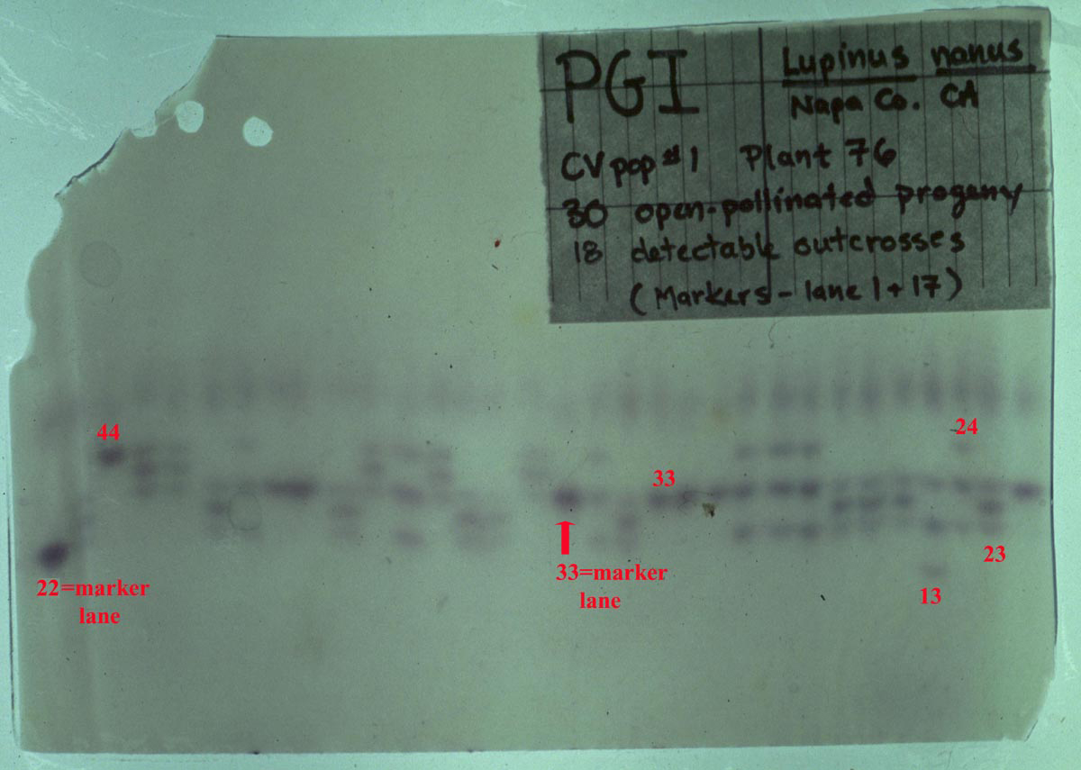 Gel image for homework week 3, question 1