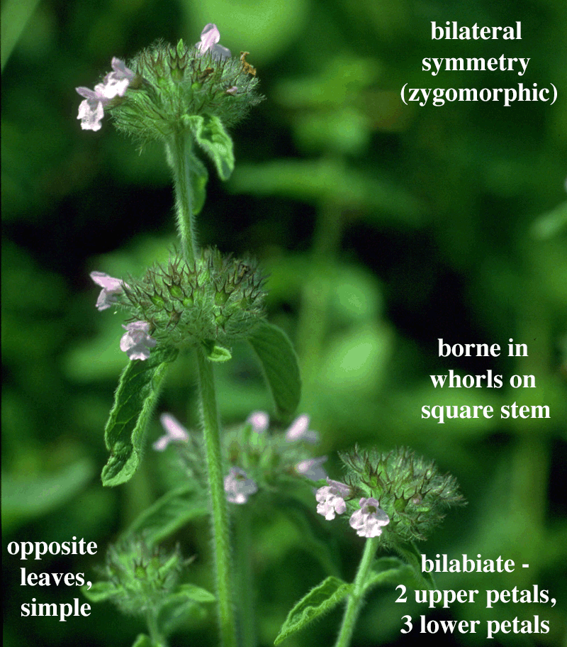 Family: Lamiaceae; Labiatae