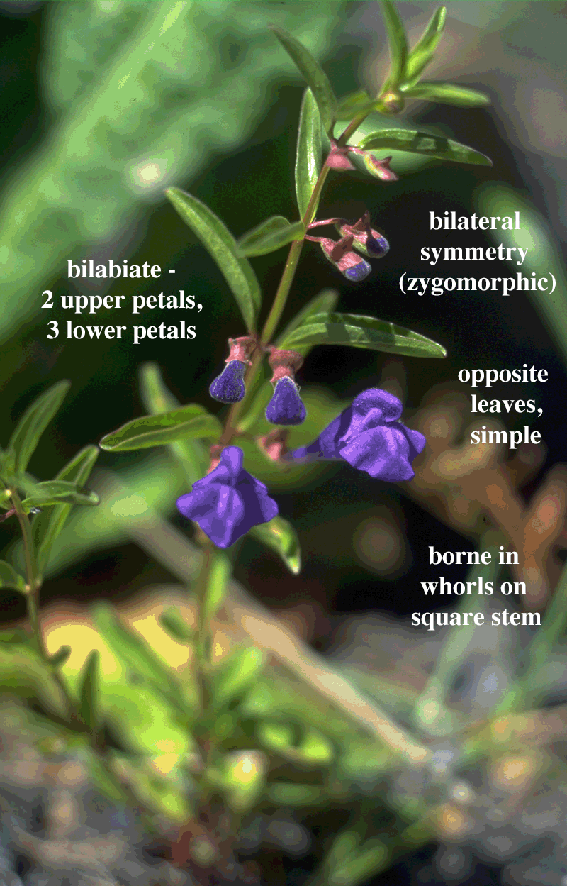 Family: Lamiaceae; Labiatae