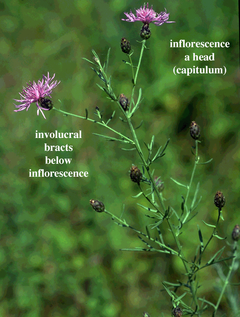 Family: Asteraceae; Compositae
