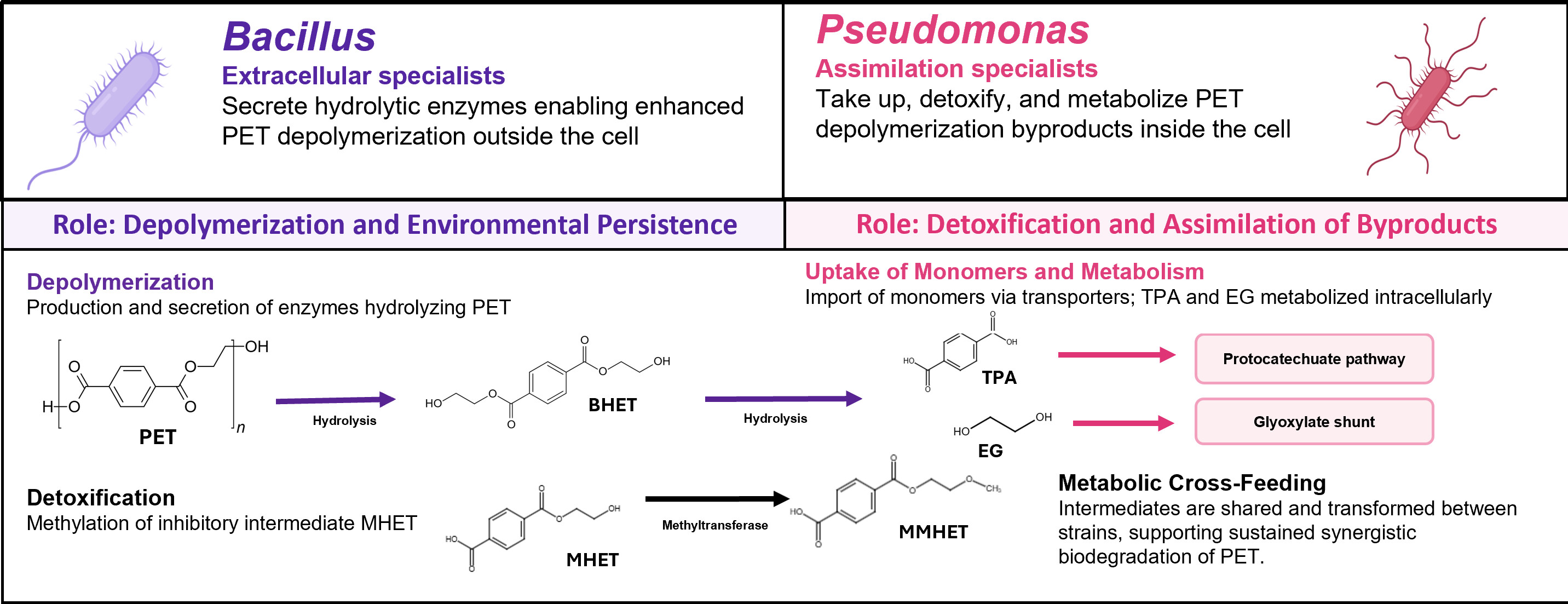 A diagram depicting proposed division of labor pathways among all consortium members for PET biodegradation.