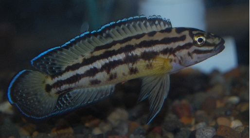 Reed college thesis picture