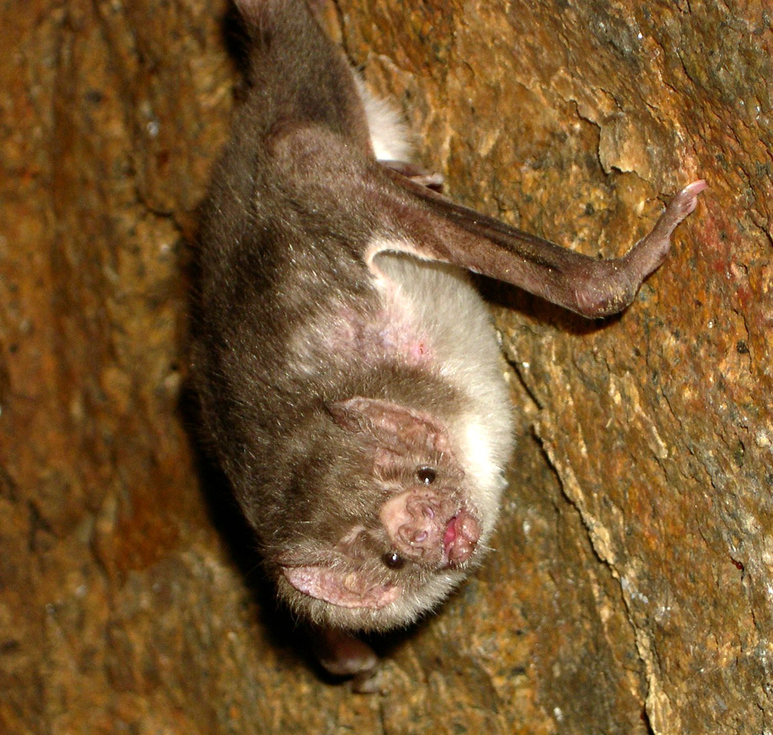 desmodus rotundus @ http://en.wikipedia.org/wiki/Vampire_bat