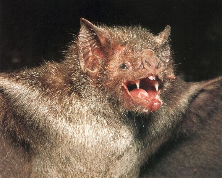 vampire bat @ http://www.abdn.ac.uk/~nhi708/classify/animalia/chordata/mammalia/chiroptera/chiroptera.html