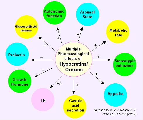 Functions of orexin