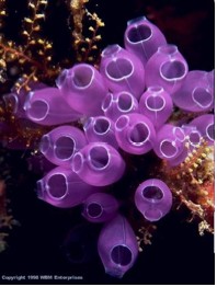 photo of tunicate cluster