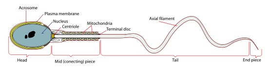 diagram of spermatozoon