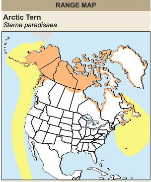 Arctic Tern Range Map