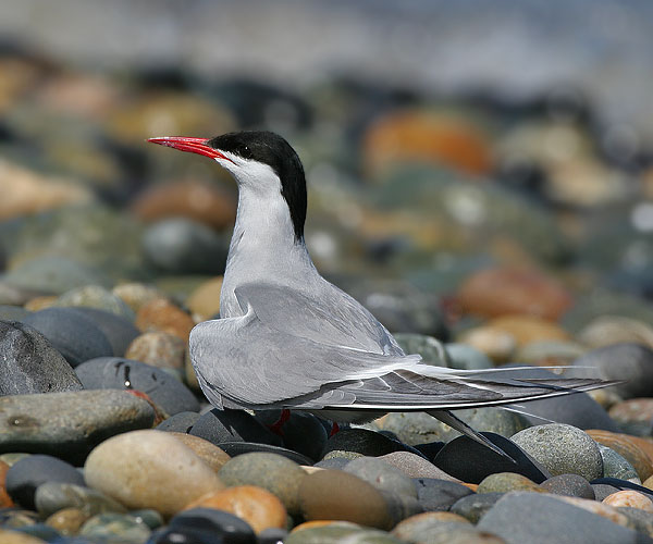 Arctic Tern on a rock