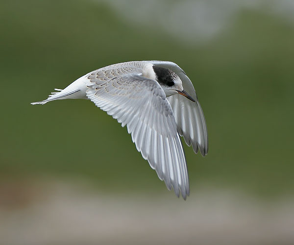 Flying Arctic Tern