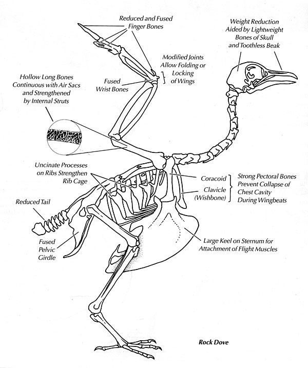 Migratory Bird Physiology