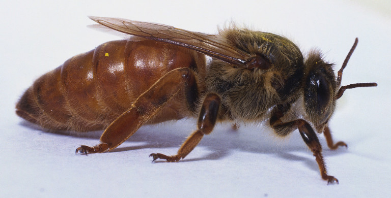 Image of queen bee