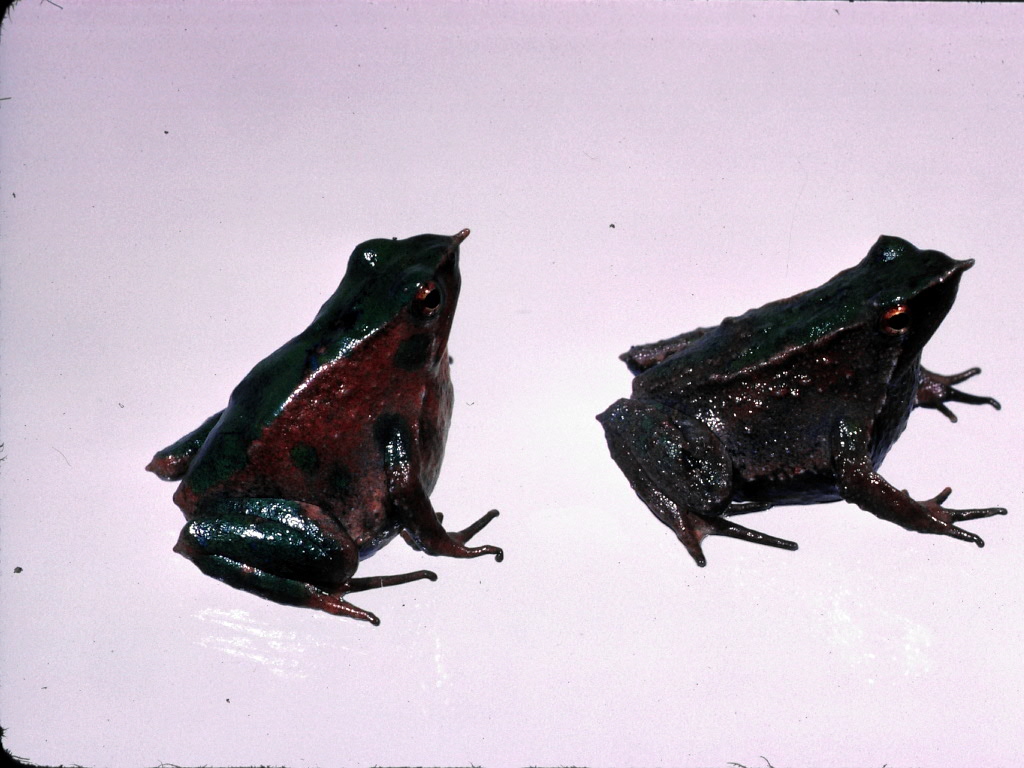 Darwin's Frogs