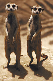 2 meerkats