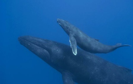 humpback whale with calf