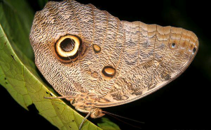 Batesian mimicry in moth