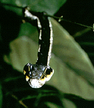 Hawk moth caterpillar - controlled mimicry