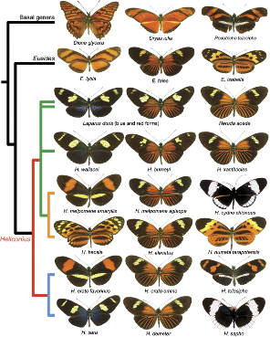 Phylogeny of Helioconius Butterflies